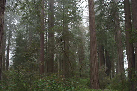 RWNP Lady Byrd Johnson Grove 4