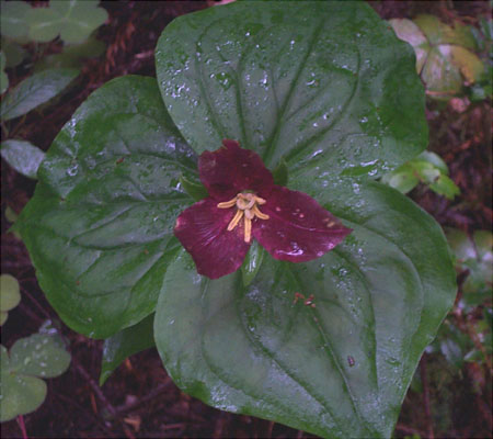 Redwoods National Park Flora 2