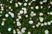 Asters