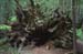Fallen Tree Roots 1