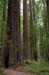 Founder's Grove 1