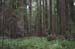 Founder's Grove 2