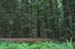 Founder's Grove 3