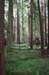 Founder's Grove 4