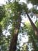 Founder's Grove 5