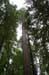 Founder's Tree