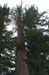 Immortal Tree Top