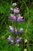 Lupine