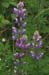 Lupines