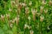 March Flora 4
