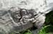 Marsh Carving