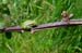 Marsh Frog