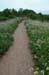 Marsh Path