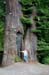 Pete at Immortal Tree