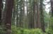 RWNP Lady Byrd Johnson Grove 1