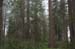 RWNP Lady Byrd Johnson Grove 4