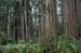 RWNP Lady Byrd Johnson Grove 5