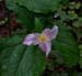 Redwoods National Park Flora 1