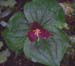 Redwoods National Park Flora 2