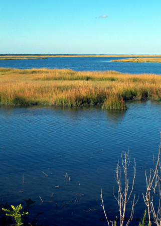 Marsh