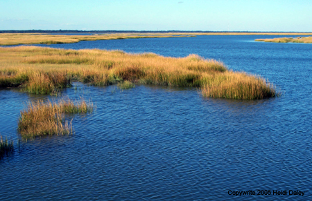Marsh2