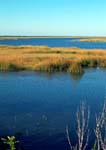 Marsh