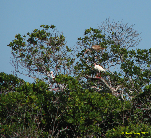 Birds 1