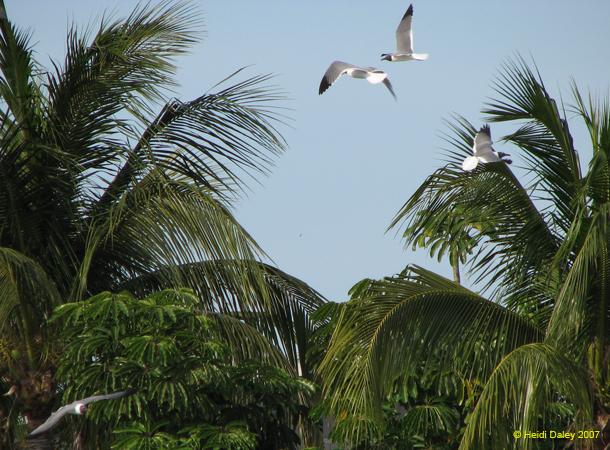 Birds 2