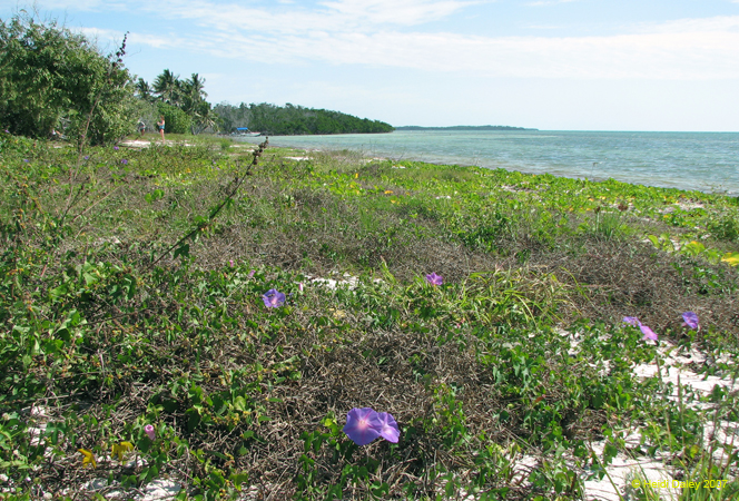 Boca Chica Road 1