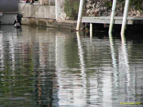 Canal Behind Kipp's