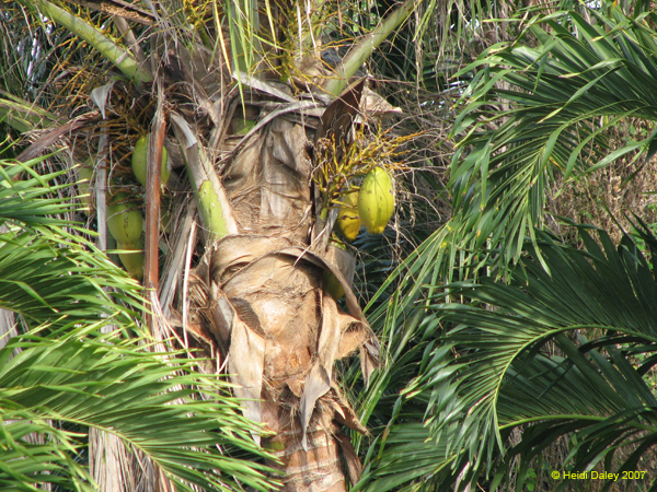 Coconuts