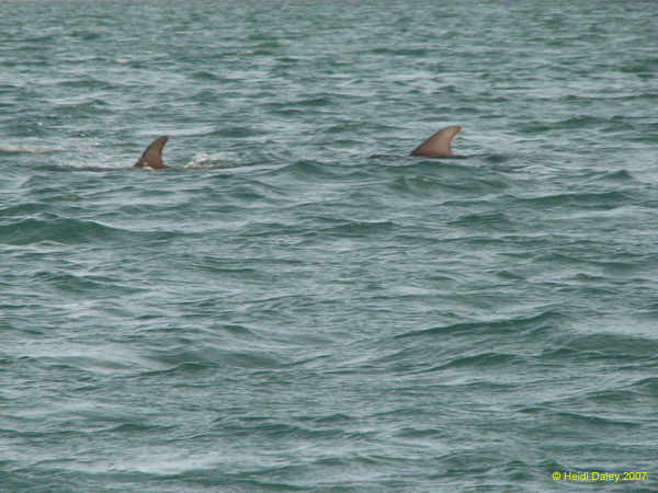 Dolphins 1