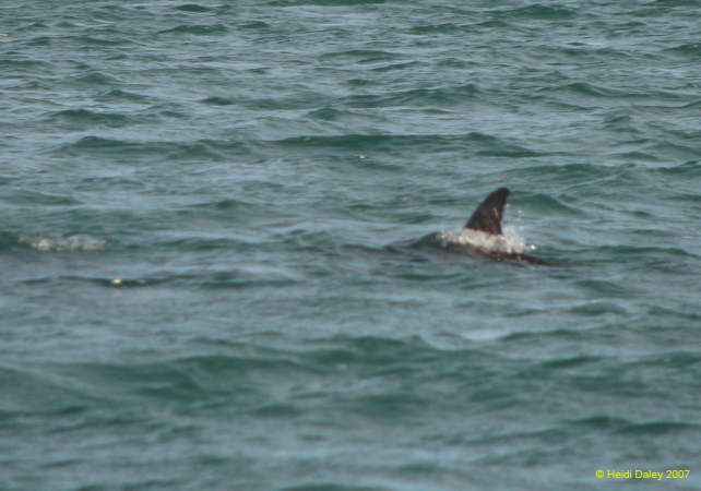 Dolphins 2