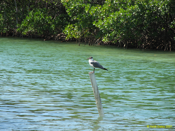 Geiger key - Seagull