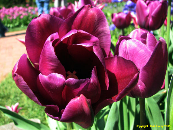 IMG_7462 copy