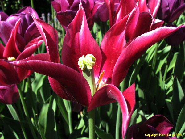 IMG_7466 copy