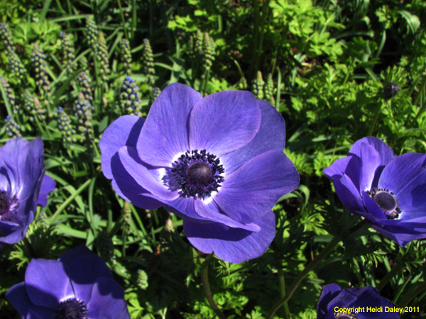 IMG_7468 copy