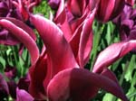 IMG_7461 copy