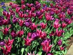 IMG_7464 copy
