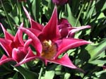 IMG_7465 copy