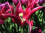 IMG_7466 copy