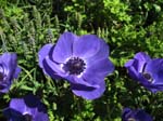 IMG_7468 copy