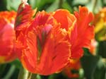 IMG_7506