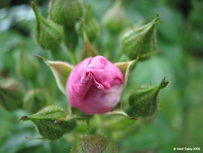Longwood Gardens -002