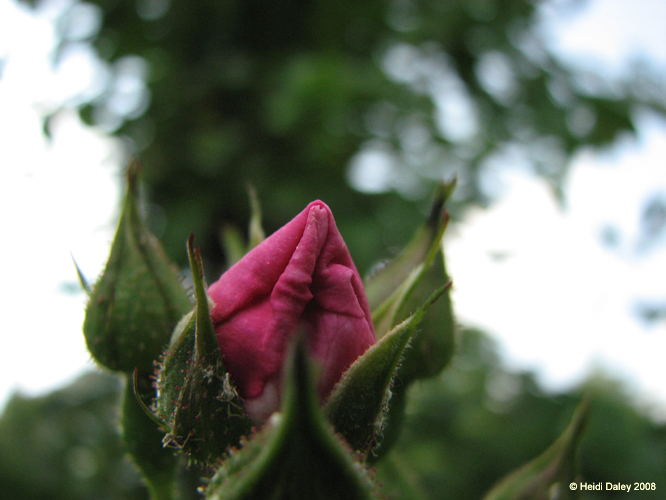 Longwood Gardens -003