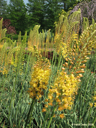 Longwood Gardens -016