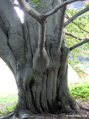Longwood Gardens -063-1