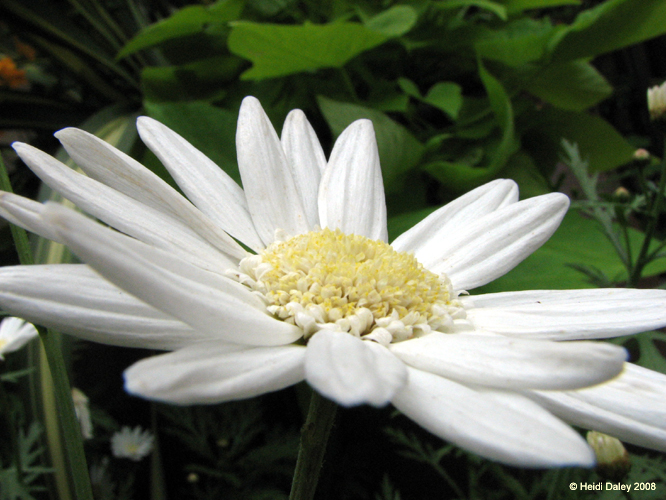 Longwood Gardens -072-1