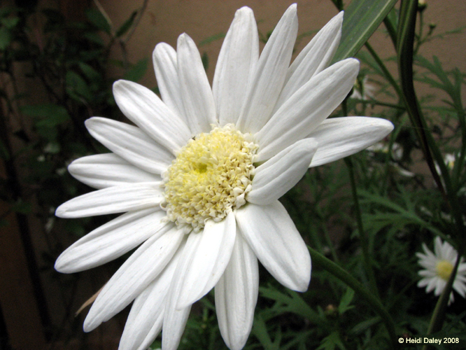 Longwood Gardens -073-2