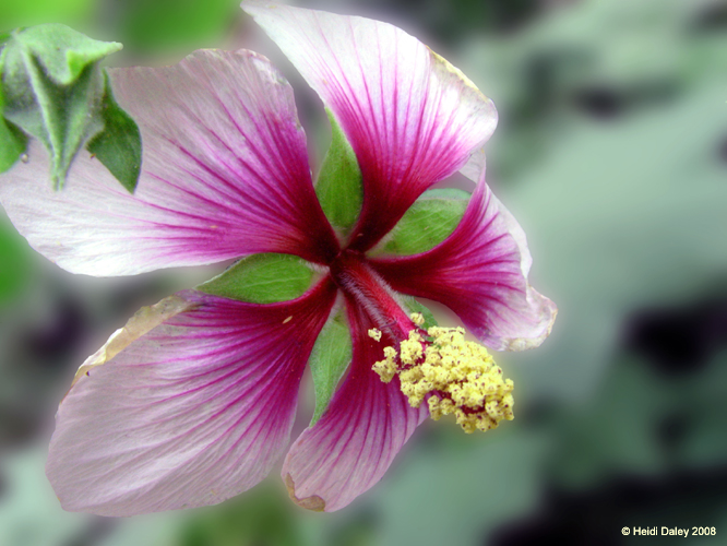 Longwood Gardens -076-1